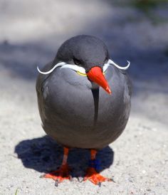 a small bird with a red beak and orange legs sitting on the sand in front of some grass