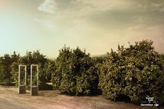 an apple orchard with trees in the foreground and dirt road to the right, under a cloudy sky