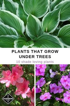 plants that grow under trees and shade loving plants