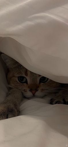 a cat peeking out from under the covers