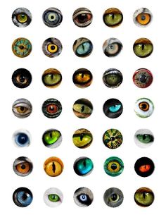 an image of many different colored eyes