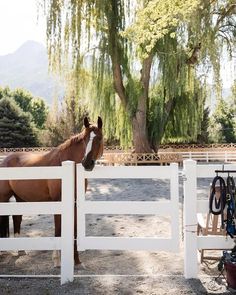 a brown horse standing next to a white fence