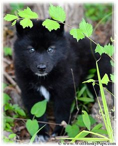 a small black dog standing in the grass with green leaves on it's head