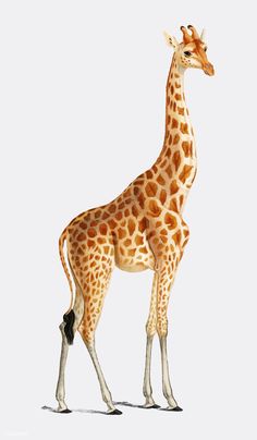 a giraffe standing in front of a white background