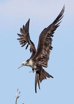 a large bird flying in the air with its wings spread out and it's beak open