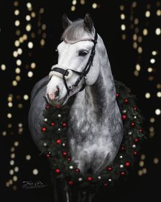 a grey horse with a wreath around its neck on a black background surrounded by christmas lights