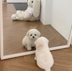 a white dog sitting in front of a mirror next to a stuffed animal on the floor