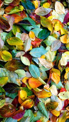 many different colored leaves on the ground