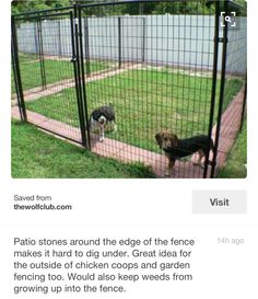 two dogs are standing in the fenced area