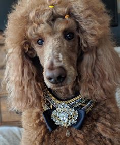 a brown poodle wearing a jeweled collar and brooch sits on a couch