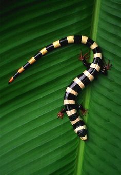 a black and white striped lizard sitting on top of a green leaf