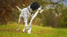 a black and white dog carrying a bone in it's mouth while walking through the grass