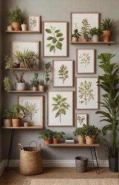 many plants are arranged on the wall in front of some shelves with pictures above them