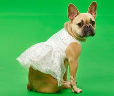 a small dog wearing a white dress sitting on the ground in front of a green background