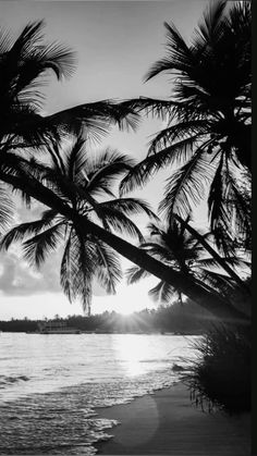 black and white photograph of palm trees on the beach at sunset with water in foreground