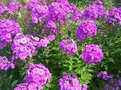 purple flowers are blooming in the garden