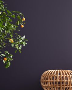 an orange tree in front of a purple wall and a wicker basket on the floor