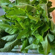 some green leaves are in a clear container