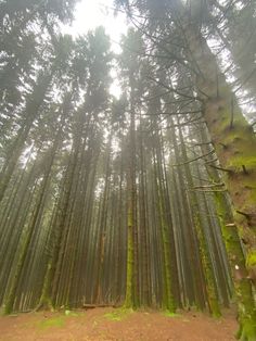 a forest filled with lots of tall trees covered in green mossy plants and dirt