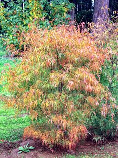 a small tree in the middle of some grass