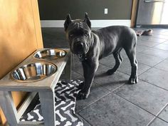 a black dog standing next to a metal bowl