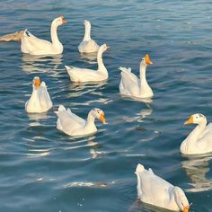 a group of white ducks floating on top of a body of water