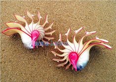 two white and pink flowers are on the sand near each other, one is upside down