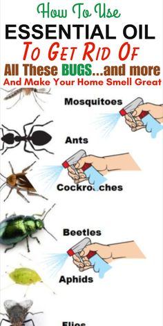 Say goodbye to bugs the natural way! Explore our guide on how to rid your home of pesky insects using the power of essential oils. Learn about the aromatic solutions that not only keep bugs at bay but also add a delightful fragrance to your living space. From repelling mosquitoes to deterring ants, our expert tips cover a range of essential oils and application techniques. Embrace a bug-free haven with the goodness of nature. Dive into our guide now and discover the secrets to a pest-free home using essential oils! Essential Oil Bug Repellent, Healthiest Vegetables, Essential Oil Bug Spray, Diy Bug Repellent, Ant Spray, Diy Bug Spray, Bug Spray Recipe, Ways To Use Essential Oils, Natural Bug Repellent