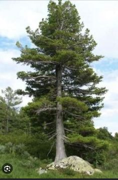 a tall pine tree sitting in the middle of a lush green forest filled with lots of trees