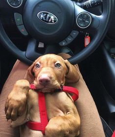 a brown dog sitting in the driver's seat of a car with his paw on the steering wheel