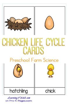 the chicken life cycle cards for preschool