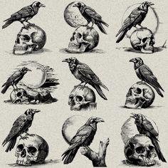 the skulls and birds are depicted in this black and white drawing, which is part of a series of skull illustrations