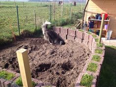 the dog is digging in the yard with his head stuck in the dirt and looking at the camera