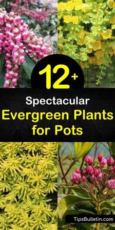 several different types of flowers with the title 12 spectacular evergreen plants for pots