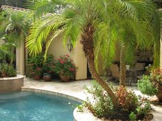 a pool surrounded by palm trees and potted plants