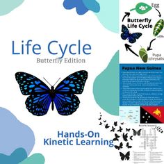 the butterfly life cycle is shown in this brochure with butterflies flying around it