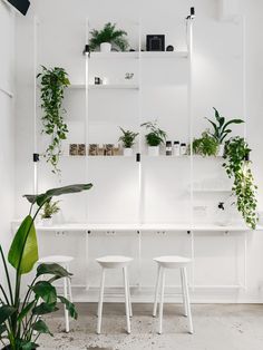 a white room with plants on shelves and stools