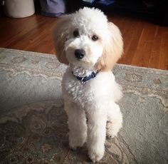 a small white dog sitting on top of a rug