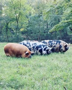 three pigs are laying down in the grass