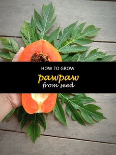 a person holding a piece of papaya on top of a wooden table with leaves