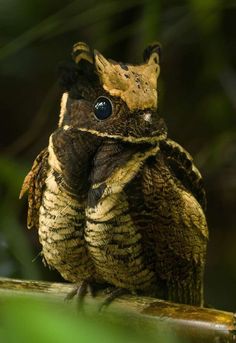 an owl is sitting on top of a branch