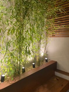 there are some bamboo plants growing in the planter