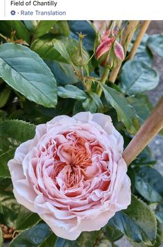 a pink flower with green leaves on it