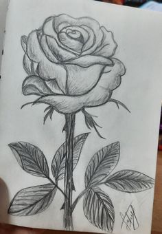 a pencil drawing of a rose with leaves