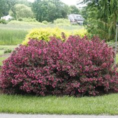 a bush with purple flowers in the middle of a green field next to a road