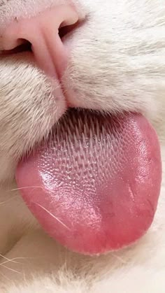 a close up of a cat's tongue with it's tongue sticking out