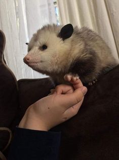 a ferret is sitting on someone's arm