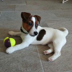 a brown and white dog laying on the floor next to a yellow ball with black spots