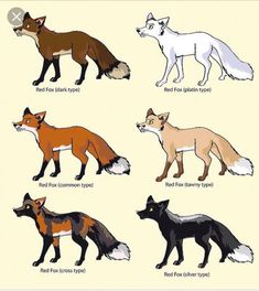 the different types of foxes are shown here