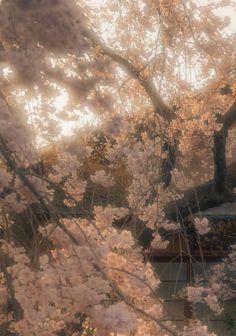 the sun shines through the branches of cherry blossom trees